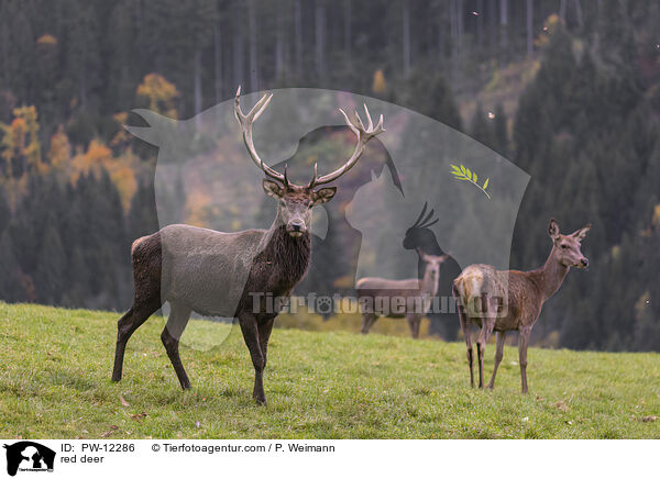 Rotwild / red deer / PW-12286