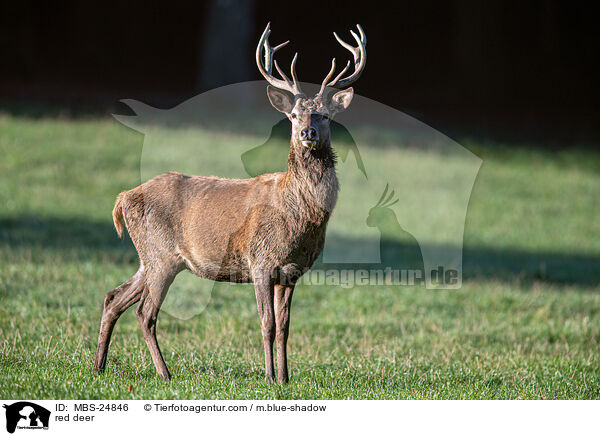 Rotwild / red deer / MBS-24846