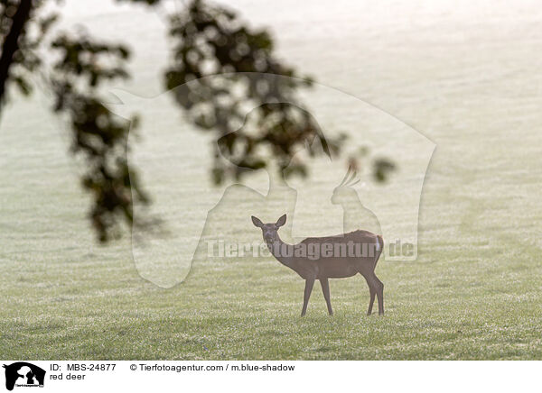 Rotwild / red deer / MBS-24877