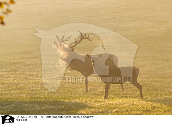 Rotwild / red deer / MBS-24878