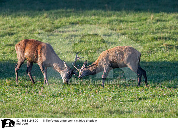 Rotwild / red deer / MBS-24890