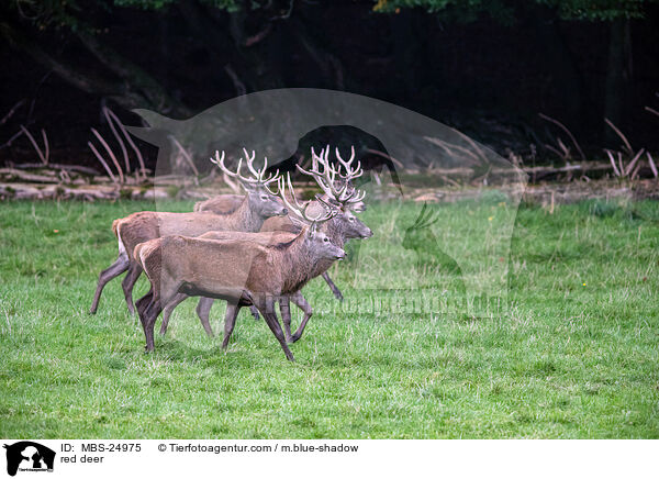 Rotwild / red deer / MBS-24975