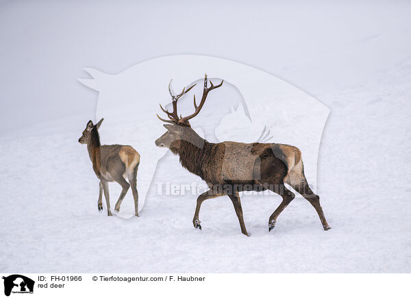 Rotwild / red deer / FH-01966