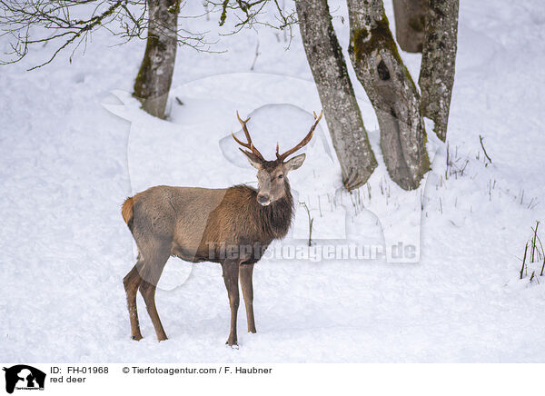 Rotwild / red deer / FH-01968