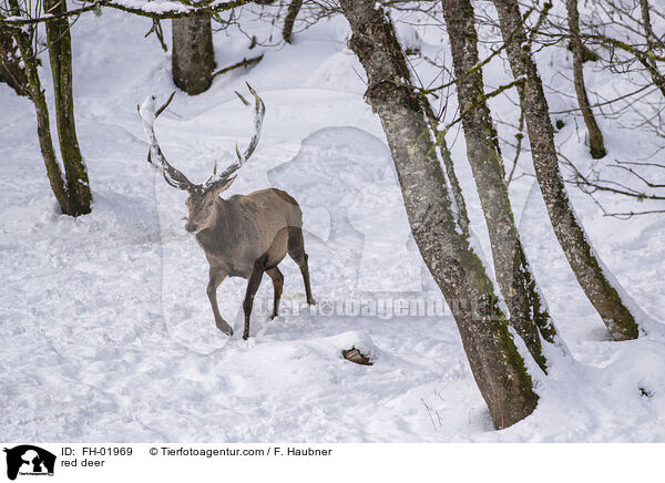 Rotwild / red deer / FH-01969