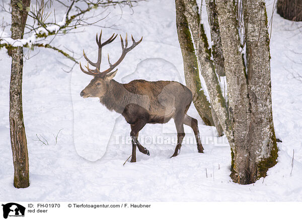 Rotwild / red deer / FH-01970