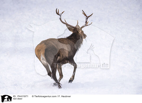 Rotwild / red deer / FH-01971