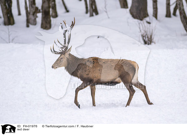 Rotwild / red deer / FH-01976