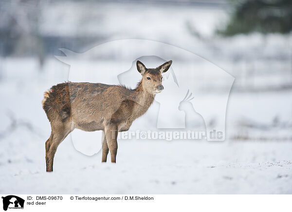 Rotwild / red deer / DMS-09670