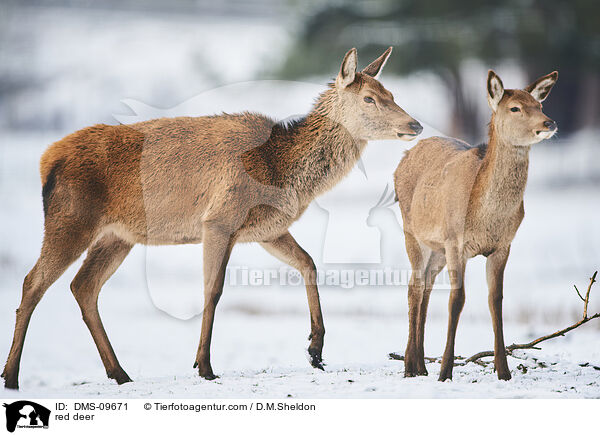 Rotwild / red deer / DMS-09671