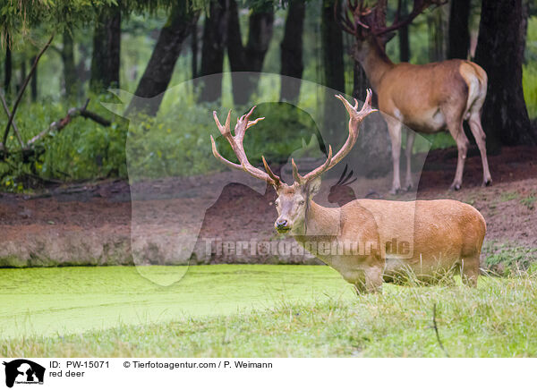 Rotwild / red deer / PW-15071