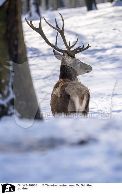 red deer / WS-10661