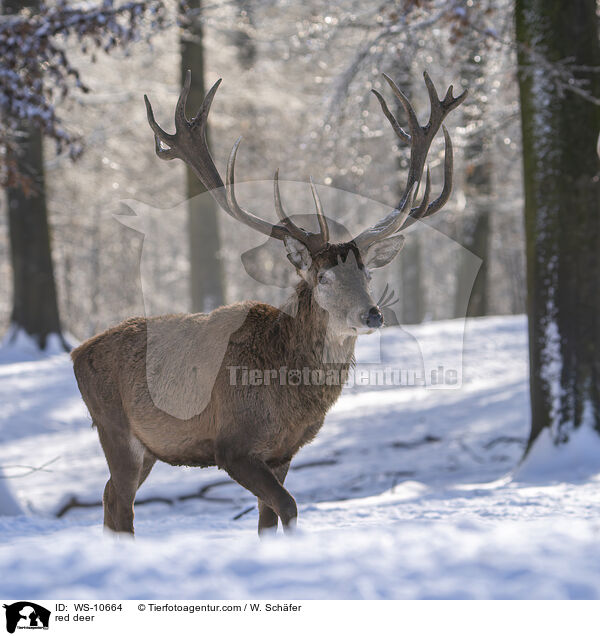 red deer / WS-10664