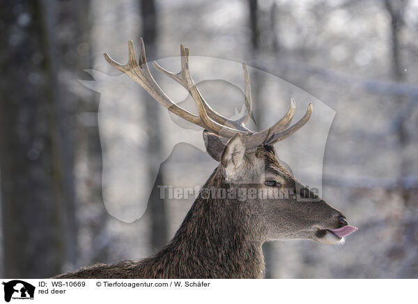 red deer / WS-10669