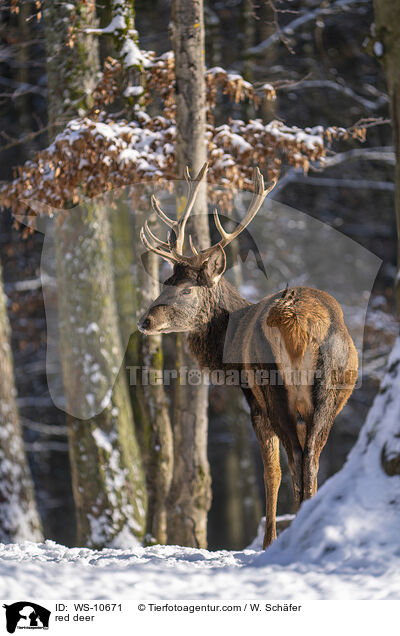 red deer / WS-10671