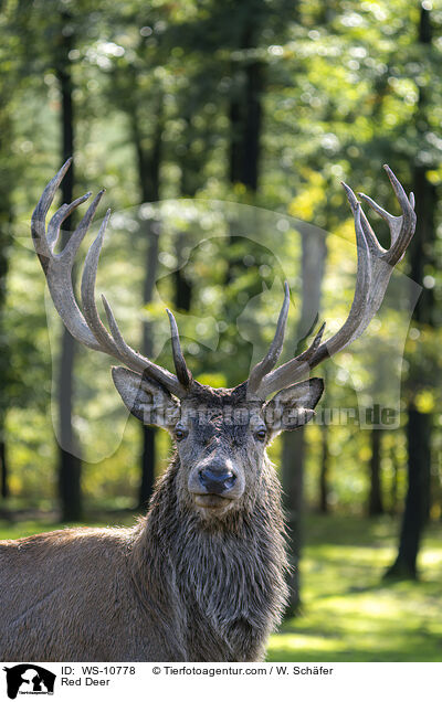 Rothirsch / Red Deer / WS-10778