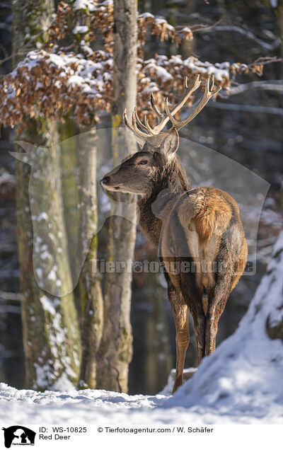 Rothirsch / Red Deer / WS-10825