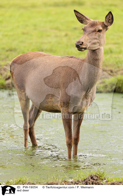 Rothirsch / red deer / PW-19054