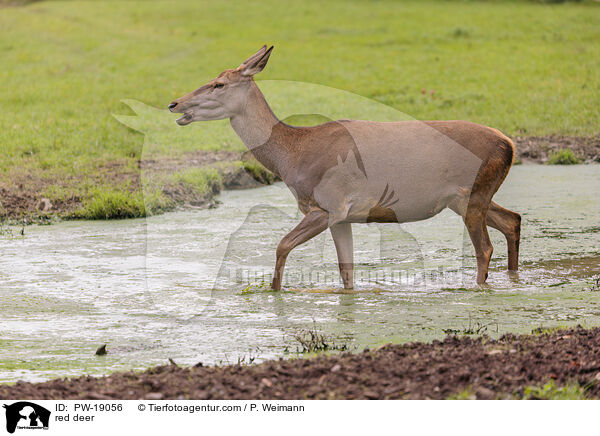 Rothirsch / red deer / PW-19056