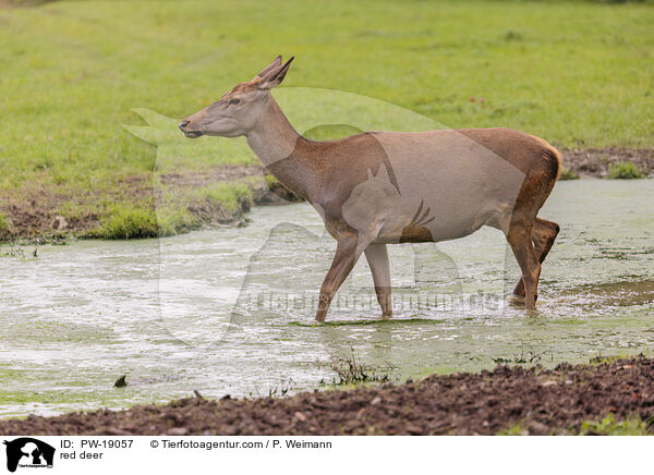 Rothirsch / red deer / PW-19057