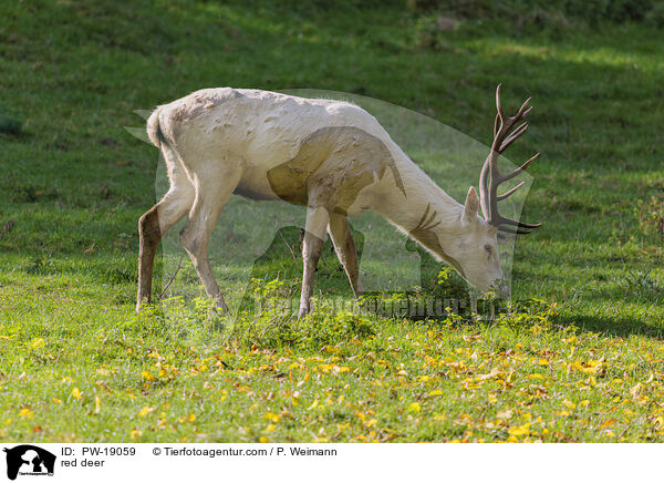 Rothirsch / red deer / PW-19059