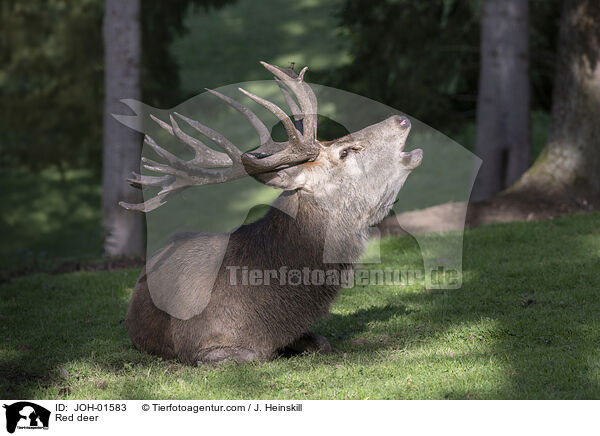 Rothirsch / Red deer / JOH-01583