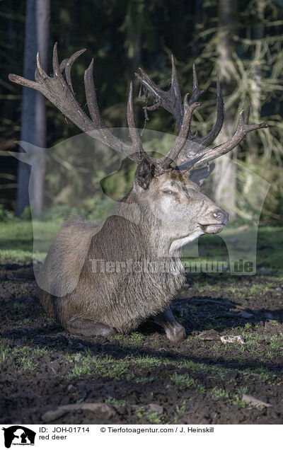 Rothirsch / red deer / JOH-01714