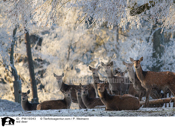 Rotwild / red deer / PW-19343