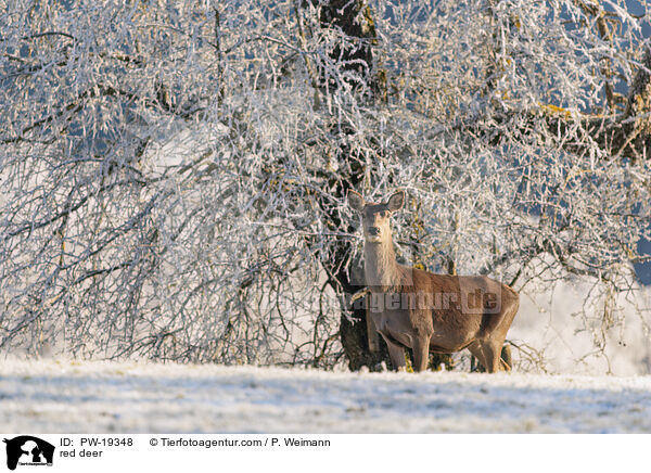 Rotwild / red deer / PW-19348