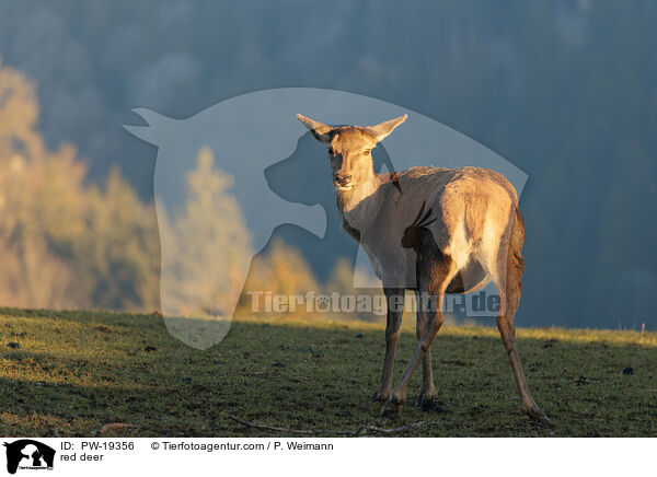 Rotwild / red deer / PW-19356