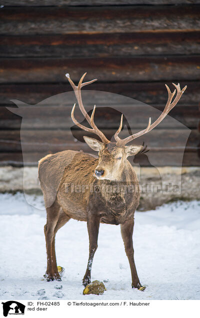 Rotwild / red deer / FH-02485