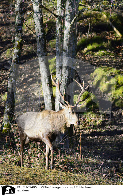 Rotwild / red deer / FH-02495