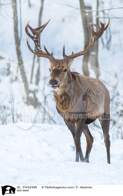 Rotwild / red deer / FH-02496