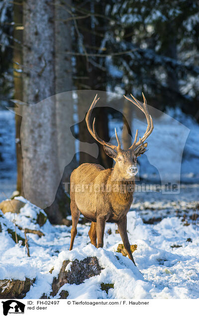 Rotwild / red deer / FH-02497