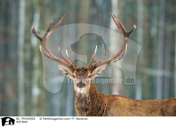 Rotwild / red deer / FH-02502