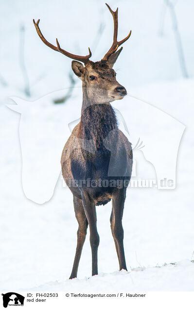 Rotwild / red deer / FH-02503