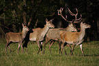 red deers