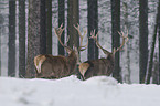 stags