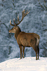 stag