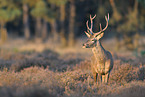 red deer