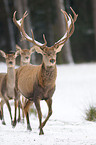 red deer