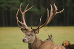 red deer