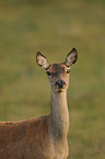 red deer