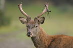 red deer