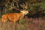 red deer