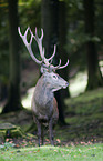 red deer