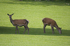 red deer