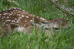 young red deer