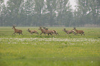 red deer