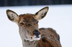 red deer